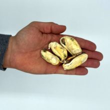 Barf Love 100% új-zélandi zöldkagyló jutalomfalat kutyáknak | fagyasztva szárított 40 g