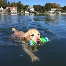 Chuckit!® Amphibious Bumper - M méret