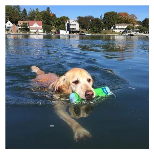 Chuckit!® Amphibious Bumper - M méret
