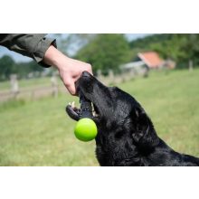 Dog Comets Meteor dobóbot | zöld S méret