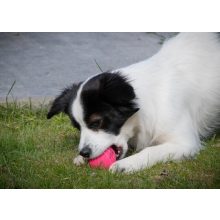Dog Comets Stardust labda | pink M méret