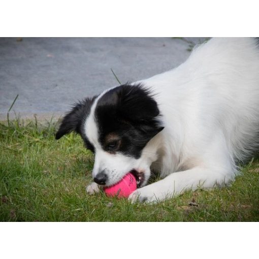 Dog Comets Stardust labda | pink M méret