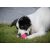 Dog Comets Stardust labda | pink S méret