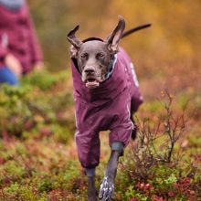 Hurtta Extreme Overall téli overál | padlizsán 30S