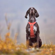 Hurtta Rover hám | fahéj 45-60