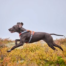 Hurtta Rover hám | fahéj 45-60