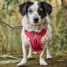 Hurtta Weekend Warrior eco hám sövény