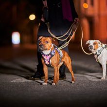 Hurtta Weekend Warrior eco hám sövény