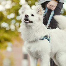 Hurtta Razzle-Dazzle norvég hám | áfonya 45-55