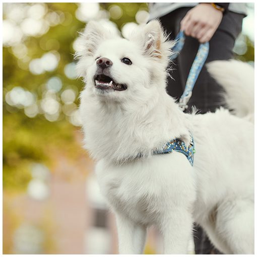 Hurtta Razzle-Dazzle norvég hám | áfonya 55-65