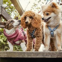 Hurtta Razzle-Dazzle Y hám | áfonya 35-45