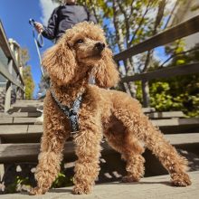 Hurtta Razzle-Dazzle Y hám | fekete szeder 45-55