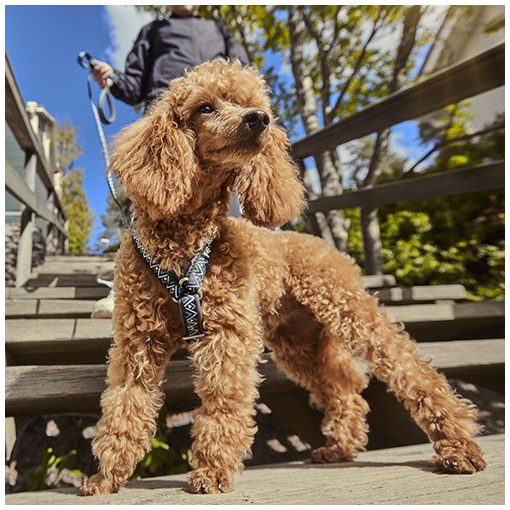 Hurtta Razzle-Dazzle Y hám | fekete szeder 45-55