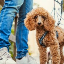 Hurtta Razzle-Dazzle Y hám | fekete szeder 45-55