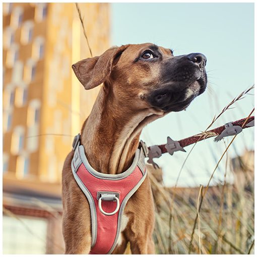 Hurtta Venture No-Pull húzásgátló hám | korall 35-40