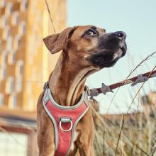 Hurtta Venture No-Pull húzásgátló hám | korall 60-80