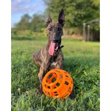 Joy in Dogs JoyBall többfunkciós labda | sárga