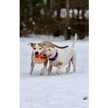 Joy in Dogs JoyBall többfunkciós labda | sárga