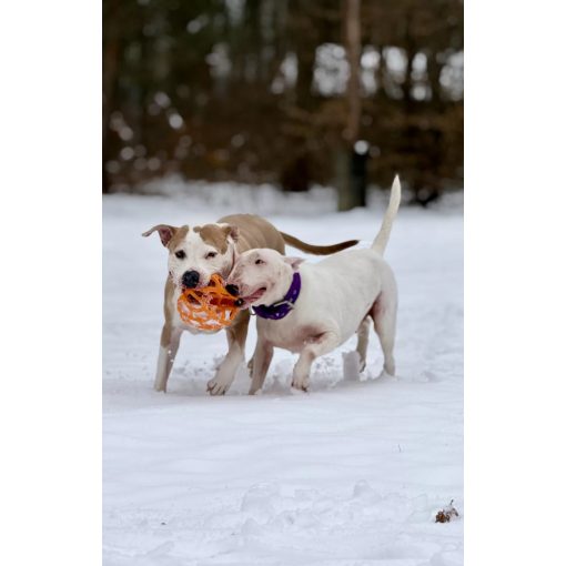 Joy in Dogs JoyBall többfunkciós labda | sárga