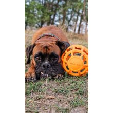 Joy in Dogs JoyBall többfunkciós labda | sárga