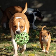 Joy in Dogs JoyBall többfunkciós labda | zöld