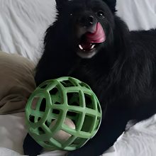 Joy in Dogs JoyBall többfunkciós labda | zöld