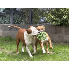 Joy in Dogs JoyBall többfunkciós labda | zöld