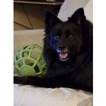 Joy in Dogs JoyBall többfunkciós labda | zöld