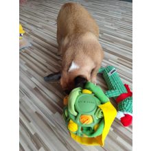 Joy in Dogs SniffJoy szimatjáték | zöld