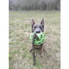 Joy in Dogs univerzális heveder | zöld