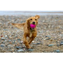 K9 Connectables® Gentle Puzzle Pack rejtvénycsomag | narancs, citrom S méret