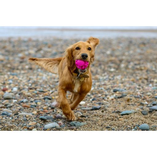K9 Connectables® Gentle Puzzle Pack rejtvénycsomag | narancs, citrom S méret
