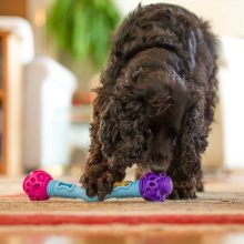 K9 Connectables® Gentle Starter Pack kezdőcsomag | narancs, citrom, lila L méret