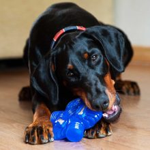 K9 Connectables® Pro Brain Teaser™ csillag | kék M méret