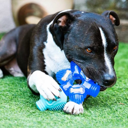 K9 Connectables® Pro Brain Teaser™ csillag | kék S méret