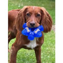 K9 Connectables® Pro Brain Teaser™ csillag | kék S méret