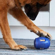 K9 Connectables® Pro Tuff Stuffer™ henger | kék S méret