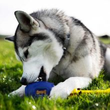 K9 Connectables® Pro Tuff Stuffer™ henger | kék S méret