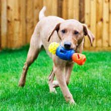 K9 Connectables® Pro Tuff Stuffer™ henger | kék S méret