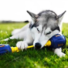K9 Connectables® Pro Yes Bone™ csont | sárga M méret