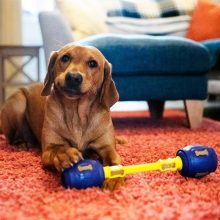 K9 Connectables® Pro Yes Bone™ csont | sárga S méret
