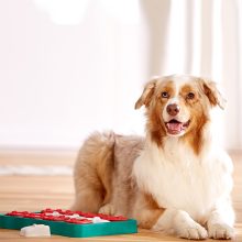 Nina Ottosson® Dog Brick logikai játék | 2. szint