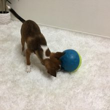 Nina Ottosson® Treat Tumble logikai játék | 1. szint S méret