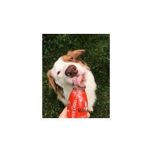 SmoothieDog® | marhahús smoothie menü kutyáknak 250 ml
