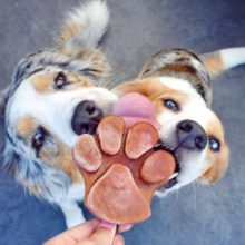 SmoothieDog® | szilikon fagyiforma kutyáknak