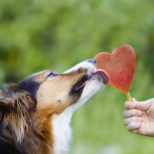 SmoothieDog® | szilikon fagyiforma kutyáknak