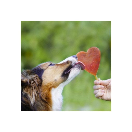 SmoothieDog® | szilikon fagyiforma kutyáknak