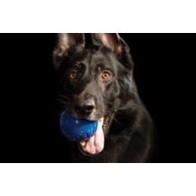 Starmark Fantastic DuraFoam Ball™ l kék M méret