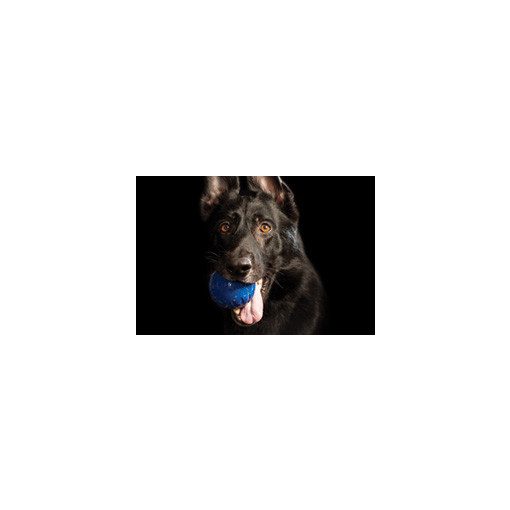 Starmark Fantastic DuraFoam Ball™ l kék M méret