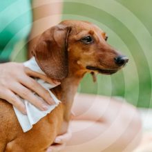 Tickless® Citronella Dog Wipe természetes kullancs-, bolha- és szúnyogriasztó nedves törlőkendő 20 db
